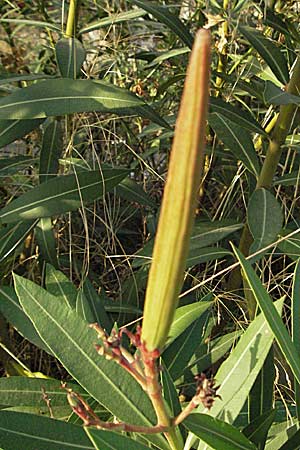 Nerium oleander \ Oleander, GR Igoumenitsa 24.8.2007