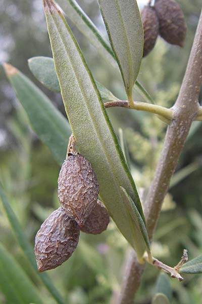 Olea europaea var. europaea \ lbaum, GR Hymettos 20.5.2008