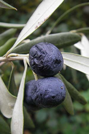 Olea europaea var. europaea \ lbaum / Olive, GR Hymettos 7.11.2010