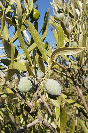 Olea europaea var. europaea \ lbaum / Olive, GR Hymettos 26.8.2014