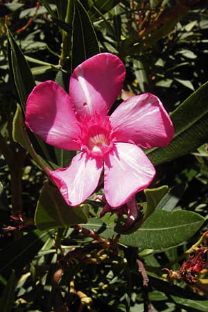 Nerium oleander \ Oleander / Oleander, Rose Bay, GR Euboea (Evia), Karistos 28.8.2014