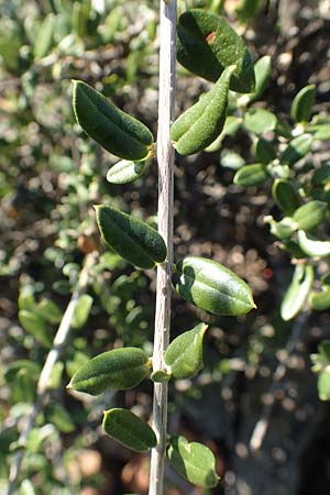 Olea sylvestris \ Wilder lbaum, GR Euboea (Evia), Kavos 26.8.2017