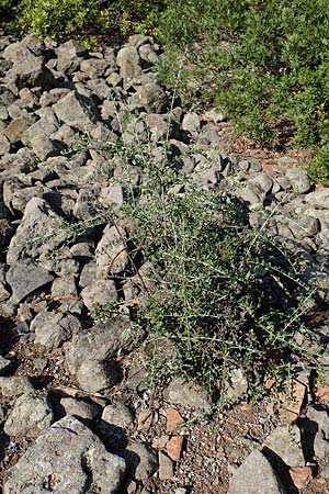 Olea sylvestris \ Wilder lbaum / Oleaster, GR Euboea (Evia), Kavos 26.8.2017