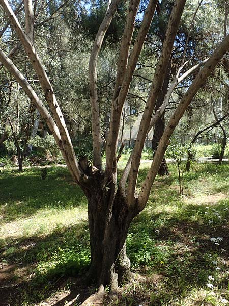 Olea sylvestris \ Wilder lbaum / Oleaster, GR Athen 11.4.2019