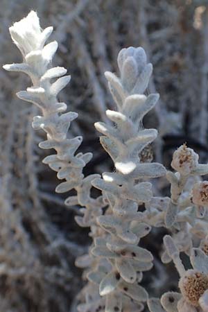 Achillea maritima / Cottonweed, Coastal Lavender Cotton, GR Euboea (Evia), Kanatadika 25.8.2017