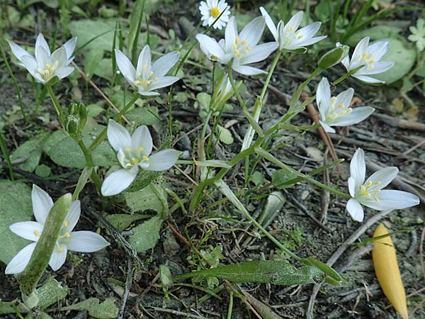 Ornithogalum collinum \ Hgel-Milchstern, GR Athen 23.3.2019