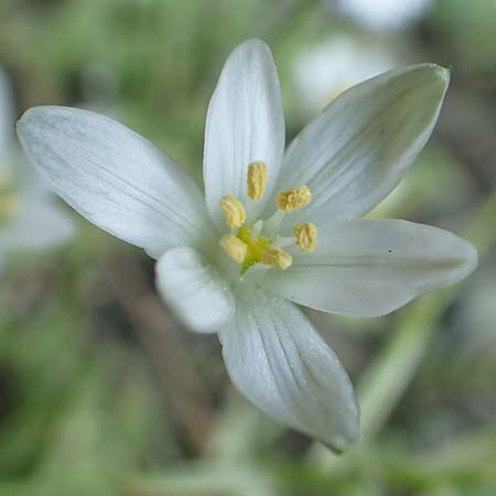 Ornithogalum collinum \ Hgel-Milchstern / Greek Star of Bethlehem, GR Athen 23.3.2019