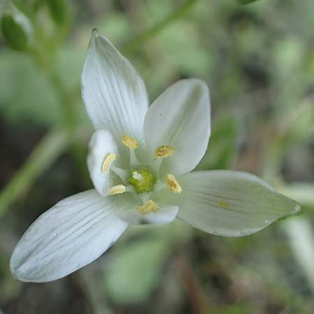 Ornithogalum collinum \ Hgel-Milchstern, GR Athen 23.3.2019