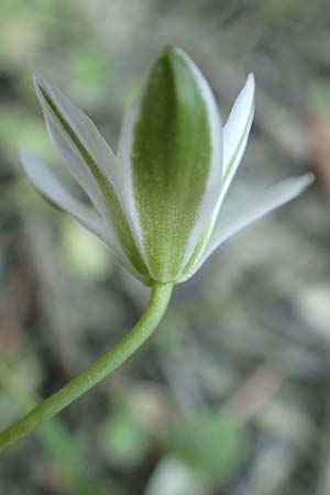 Ornithogalum collinum \ Hgel-Milchstern, GR Athen 23.3.2019