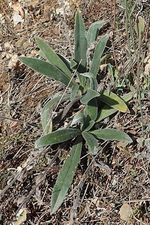 Onosma heterophylla ? \ Verschiedenblttrige Lotwurz / Various-Leaved Goldendrop, GR Euboea (Evia), Drimona 30.8.2017