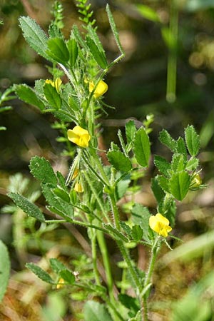 Ononis viscosa \ Klebriger Hauhechel / Sticky Restharrow, GR Akrokorinth 15.4.2015 (Photo: Gisela Nikolopoulou)