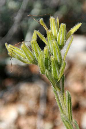 Onosma erecta subsp. erecta \ Aufrechte Lotwurz / Erect Goldendrop, GR Akrokorinth 23.5.2017 (Photo: Gisela Nikolopoulou)