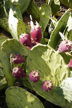 Opuntia ficus-indica \ Echter Feigenkaktus / Prickly Pear, GR Athen 5.9.2014