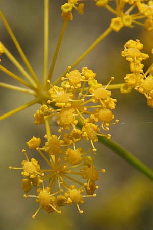 Opopanax hispidus \ Borstige Heilwurz / Hispid Sweet Myrrh, GR Kastraki 9.6.2017 (Photo: Gisela Nikolopoulou)