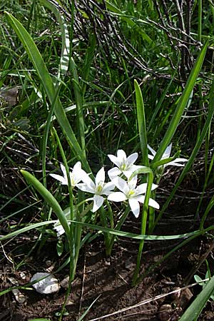 Ornithogalum oligophyllum \ Wenigblttriger Milchstern, GR Timfi 17.5.2008