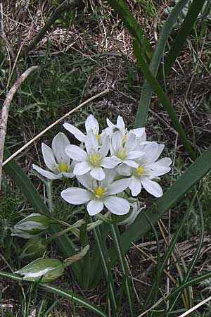 Ornithogalum oligophyllum \ Wenigblttriger Milchstern, GR Timfi 17.5.2008