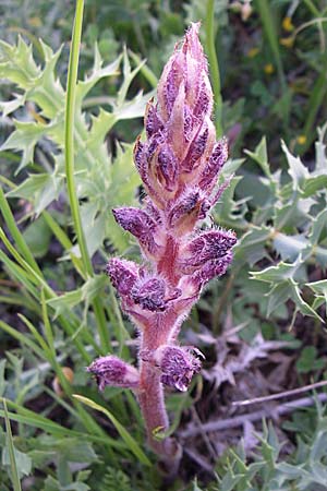 Orobanche pubescens \ Behaarte Sommerwurz, GR Zagoria, Koukouli 18.5.2008