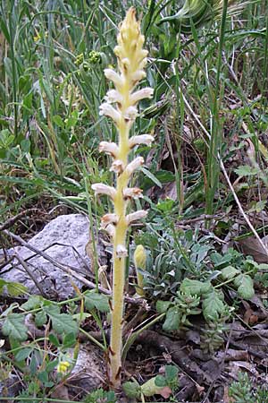 Orobanche picridis \ Bitterkraut-Sommerwurz / Picris Broomrape, Oxtongue Broomrape, GR Peloponnes, Zarouchla Tal / Valley 19.5.2008