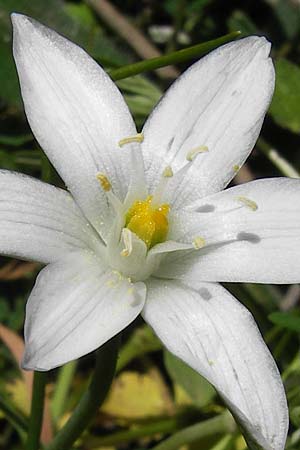 Ornithogalum collinum \ Hgel-Milchstern, GR Peloponnes, Figalia 29.3.2013