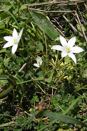 Ornithogalum collinum \ Hgel-Milchstern, GR Peloponnes, Figalia 29.3.2013