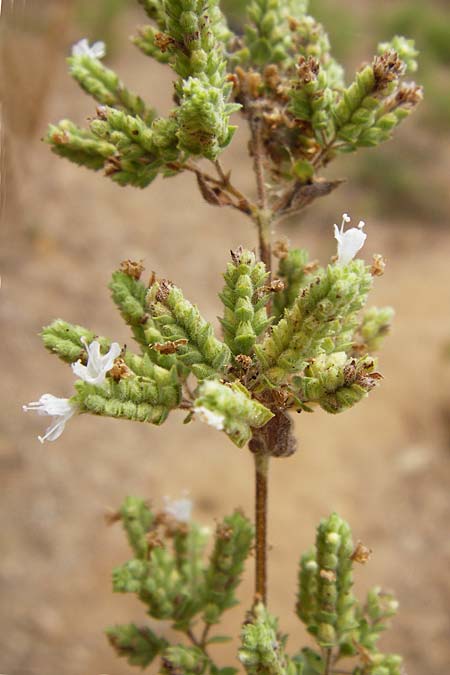 Origanum vulgare / Wild Marjoram, GR Euboea (Evia), Kalianou 29.8.2014