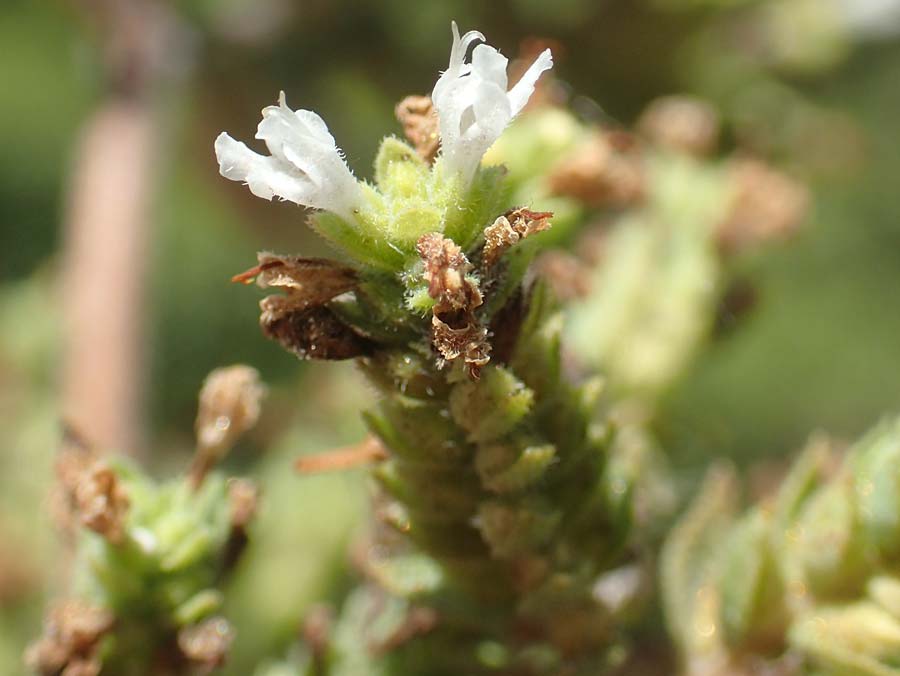 Origanum vulgare \ Wilder Majoran, Dost, GR Euboea (Evia), Istiea 27.8.2017