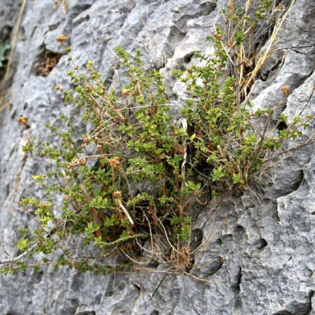 Origanum onites \ Griechischer Majoran, Trkischer Oregano, GR Akrokorinth 25.9.2014 (Photo: Gisela Nikolopoulou)