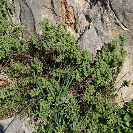 Origanum onites \ Griechischer Majoran, Trkischer Oregano / Cretan Oregano, Turkish Oregano, GR Akrokorinth 6.12.2014 (Photo: Gisela Nikolopoulou)