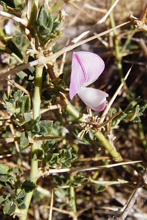 Ononis spinosa subsp. antiquorum \ Vieldornige Hauhechel, GR Euboea (Evia), Karistos 28.8.2014