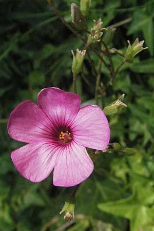 Oxalis articulata / Pink Sorrel, GR Hymettos 31.8.2007