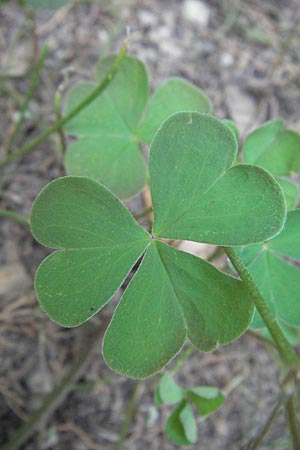 Oxalis articulata \ Gegliederter Sauerklee, Vielbltiger Sauerklee / Pink Sorrel, GR Hymettos 31.8.2007