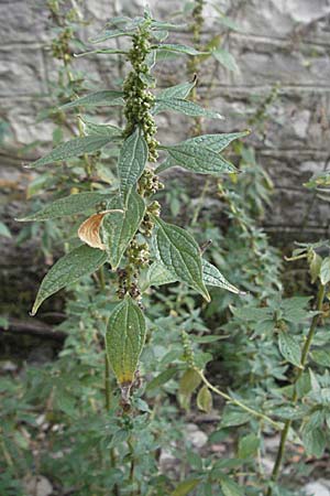 Parietaria officinalis \ Aufrechtes Glaskraut / Common Pellitory-of-the-Wall, GR Vikos 26.8.2007