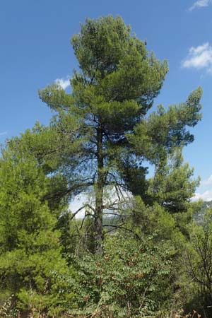 Pinus brutia \ Kalabrische Kiefer, Brutia-Kiefer / Calabrian Pine, GR Euboea (Evia), Neos Pagontas 24.8.2017