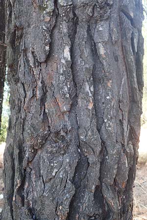 Pinus brutia / Calabrian Pine, GR Euboea (Evia), Neos Pagontas 24.8.2017