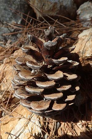 Pinus brutia / Calabrian Pine, GR Euboea (Evia), Neos Pagontas 24.8.2017