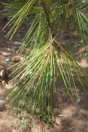 Pinus brutia \ Kalabrische Kiefer, Brutia-Kiefer / Calabrian Pine, GR Euboea (Evia), Neos Pagontas 24.8.2017