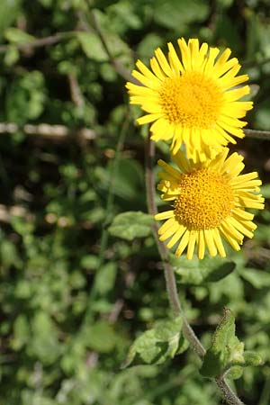 Pulicaria dysenterica \ Groes Flohkraut, GR Euboea (Evia), Kanatadika 25.8.2017