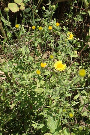 Pulicaria dysenterica \ Groes Flohkraut, GR Euboea (Evia), Kanatadika 25.8.2017