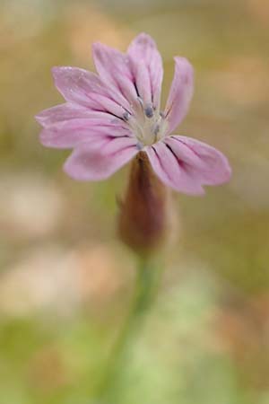 Petrorhagia dubia \ Samt-Felsennelke / Hairy Pink, Velvet Pink, GR Athen, Mount Egaleo 10.4.2019