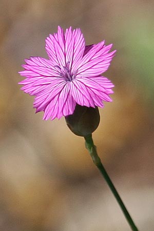 Petrorhagia glumacea \ Peloponnes-Felsennelke, GR Peloponnes, Mount Kyllini, Stymphalia 26.5.2014 (Photo: Gisela Nikolopoulou)