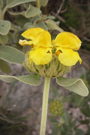 Phlomis fruticosa \ Strauchiges Brandkraut / Jerusalem Sage, GR Hymettos 2.4.2013