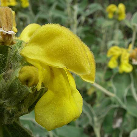 Phlomis fruticosa \ Strauchiges Brandkraut, GR Igoumenitsa 13.5.2008