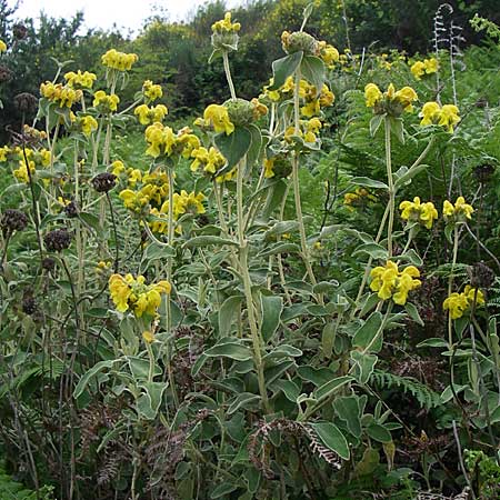 Phlomis fruticosa \ Strauchiges Brandkraut / Jerusalem Sage, GR Igoumenitsa 13.5.2008