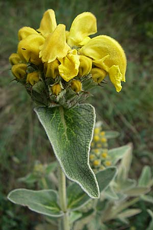 Phlomis fruticosa / Jerusalem Sage, GR Peloponnes, Zarouchla Valley 19.5.2008