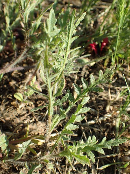 Papaver hybridum / Round Pricklyhead Poppy, GR Athen 23.3.2019