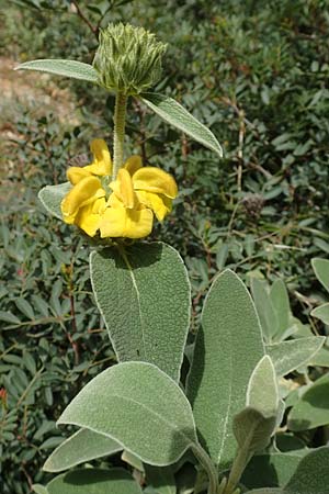 Phlomis fruticosa / Jerusalem Sage, GR Athen, Mount Egaleo 10.4.2019