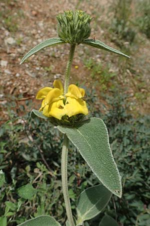 Phlomis fruticosa / Jerusalem Sage, GR Athen, Mount Egaleo 10.4.2019