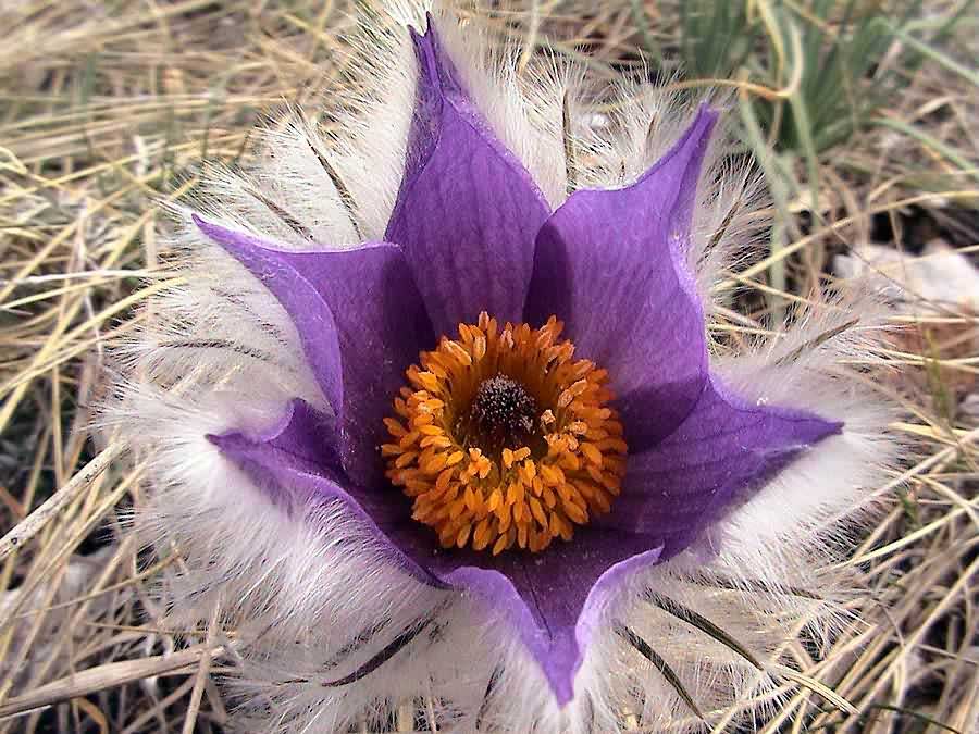 Pulsatilla halleri \ Hallers Kuhschelle / Haller's Pasque-Flower, GR Central Macedonia, Menoikion 3/2005 (Photo: Zissis Antonopoulos)