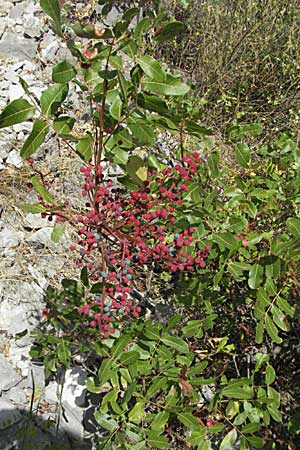 Pistacia terebinthus \ Terebinthe, GR Zagoria, Monodendri 26.8.2007