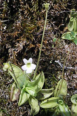 Pinguicula hirtiflora \ Behaartes Fettkraut / Hairy Butterwort, GR Aoos-See / Lake Aoos 27.8.2007